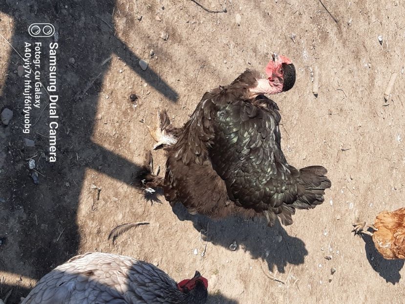  - gaini motate barboase si golase 2023