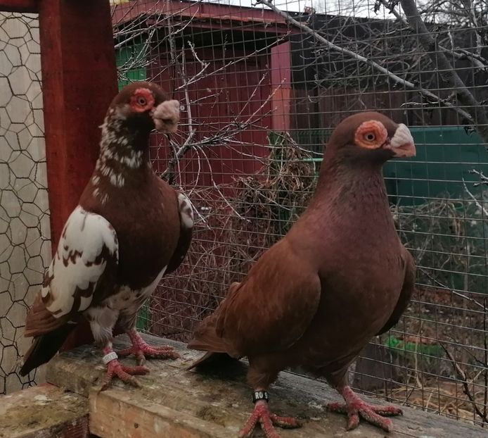 M 2021 - F 2022 - Carunculați 2023