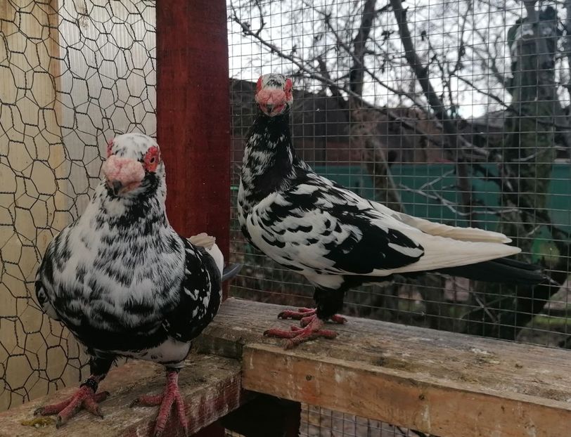 MF 2022 - Carunculați 2023