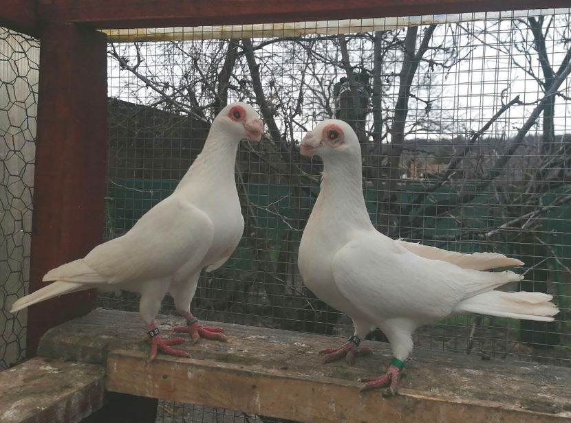 Pui 2022 - Carunculați 2023