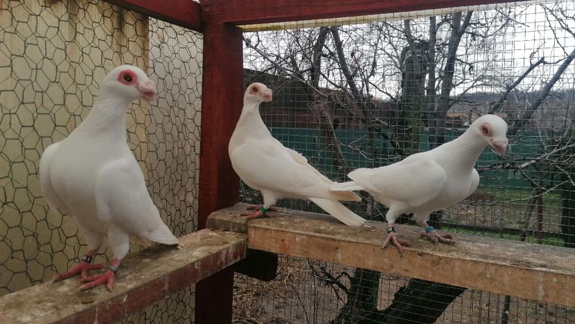 Pui 2022 - Carunculați 2023