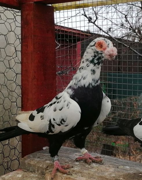 M 2020 - Carunculați 2023