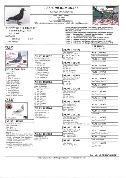 Pedigree tata - 1111 Femela Branici Gheorghe 2016 - disponibila