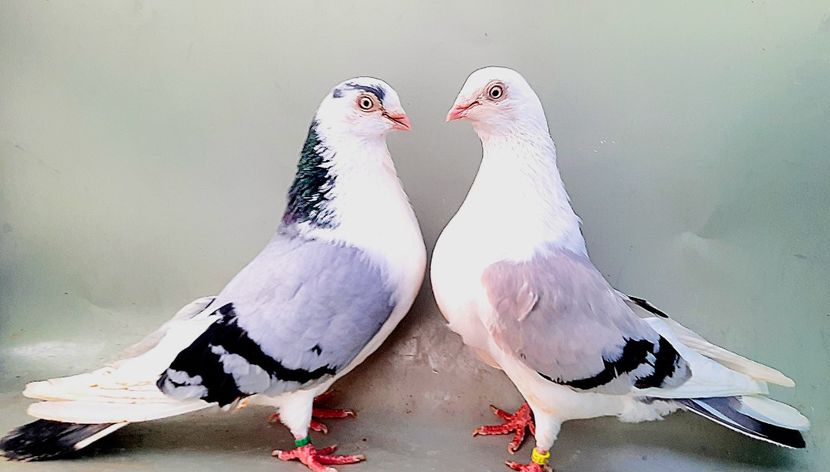 Perechea  65 - B - Perechi 2023