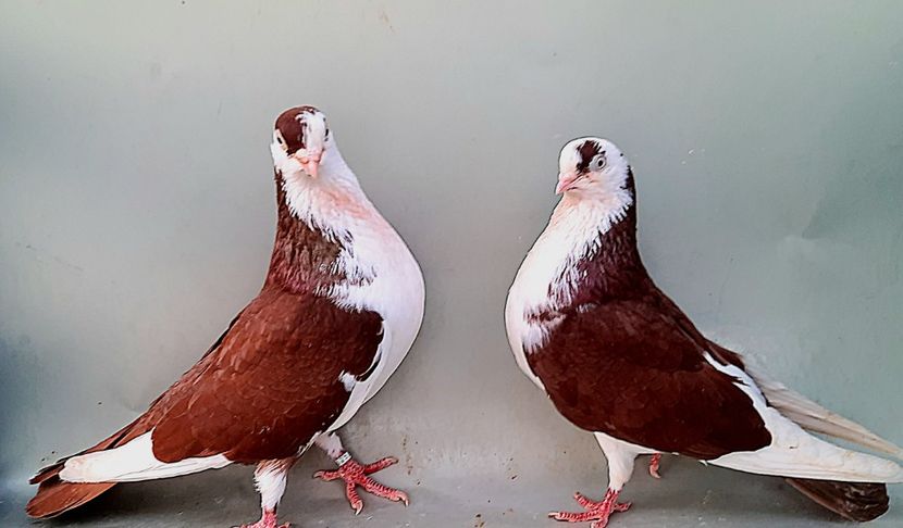 Perechea  54 - B - Perechi 2023