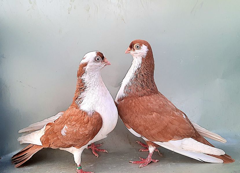 Perechea  37 - B - Perechi 2023