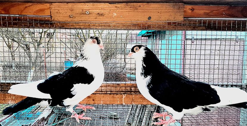 Perechea  27 - B - Perechi 2023