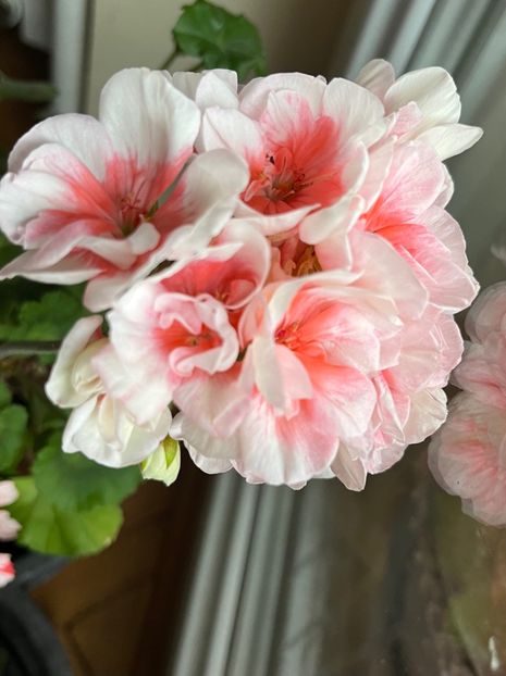 12EC0D5F-0AAA-485F-8826-2ECE467DC9A6 - Muscate