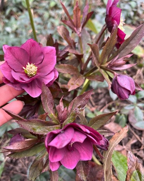 DERed - Spanz 2017 2023 2024