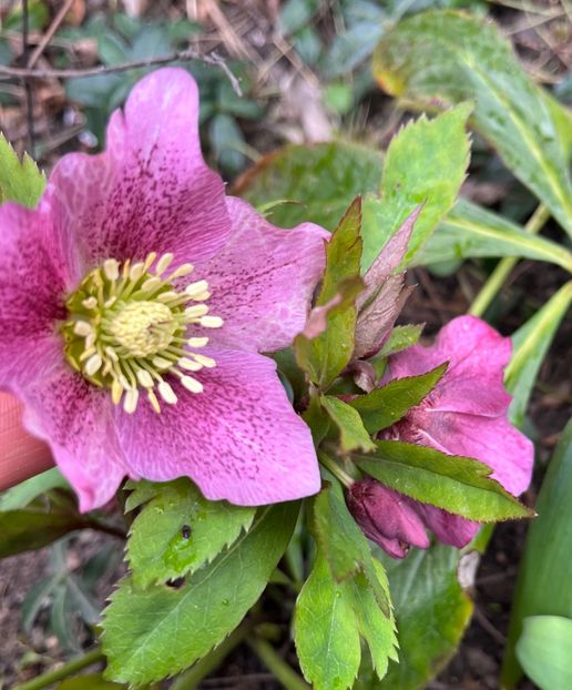 0E377D7A-C237-40A3-826B-5B83F72C02AA - Spanz 2017 2023 2024