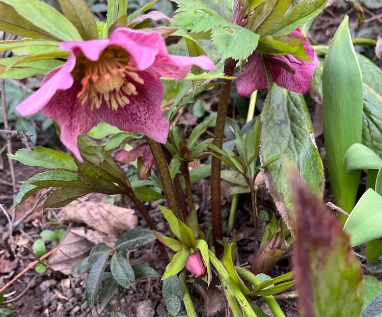 4B2A445F-524C-4469-BF20-242D9D96A980 - Spanz 2017 2023 2024