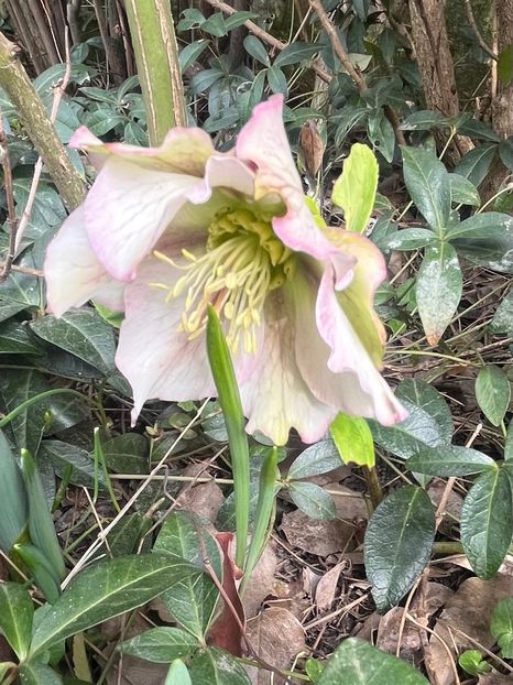 1A800035-7E0B-4100-B669-68B7176D76CA - Spanz 2017 2023 2024