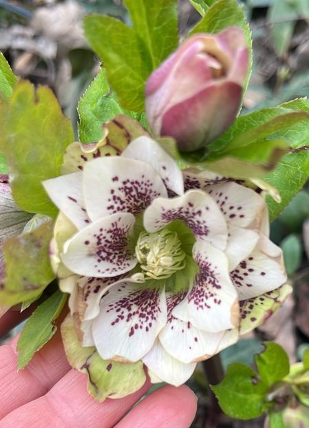 6EBBA1C3-9467-442E-96AF-90D4AD18EB29 - Spanz 2017 2023 2024