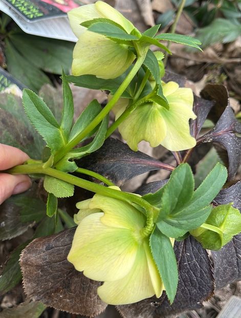 7E7A4DC4-F7DC-4F62-B4E4-A23FC396742F - Spanz 2017 2023 2024