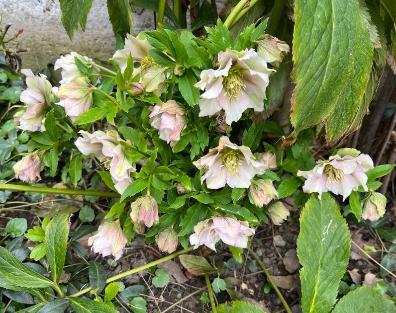 E3C4A8BF-B8B6-4D97-AF0D-C644EE33CBC9 - Spanz 2017 2023 2024