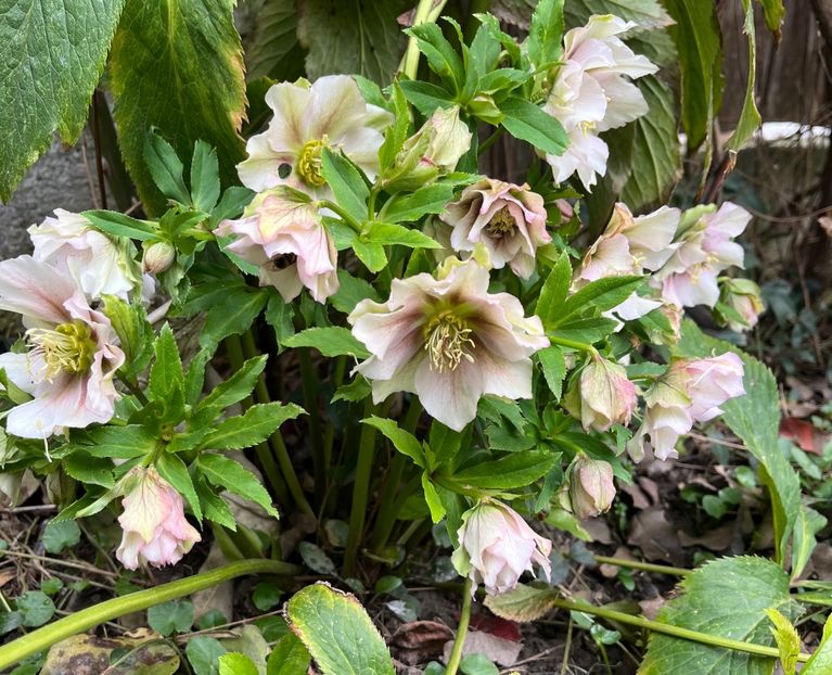 688B65C4-465B-4039-B5DC-49F6ADF47954 - Spanz 2017 2023 2024