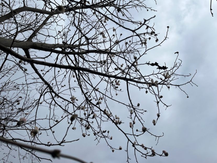 6E449E61-41D4-42F2-87CD-9A59952F20C9 - Arbuști 2021-2023