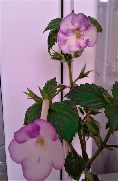 20230226_120838-5 - ACHIMENES 2023