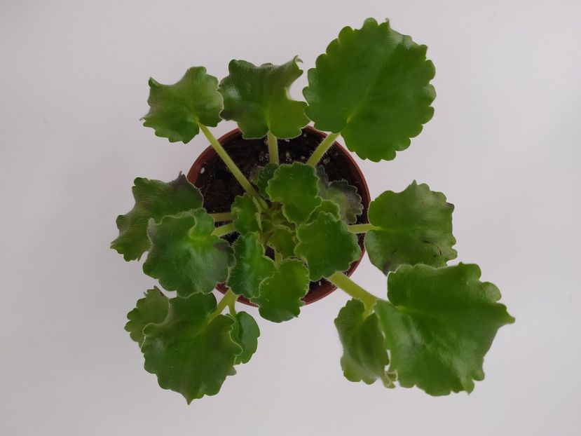 26 februarie 2023 - EK Zolotoj Fazan