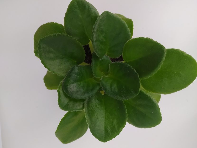 26 februarie 2023 - VaT Klassiceskij Vkus