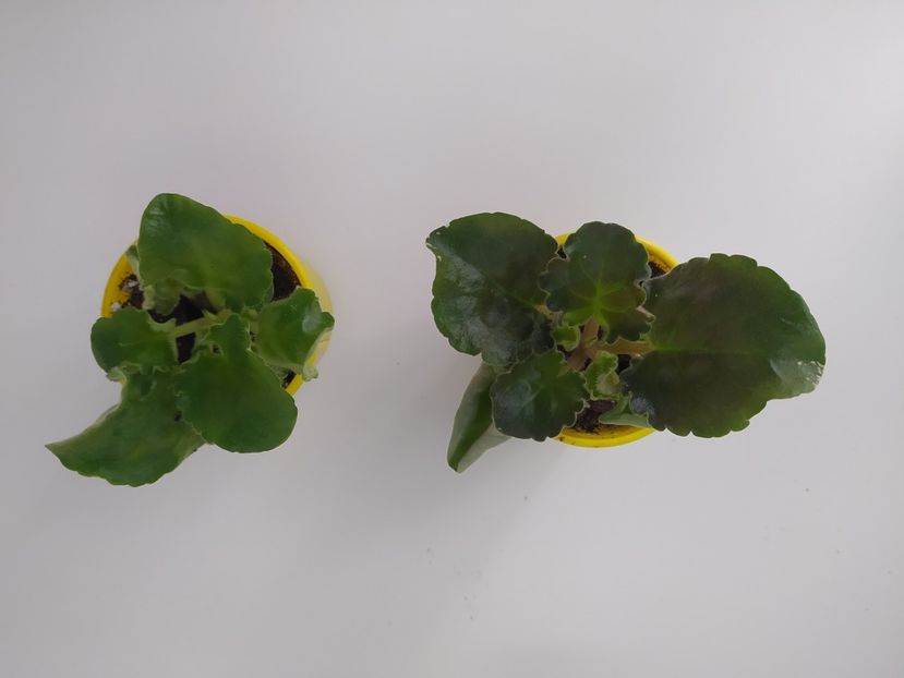 26 februarie 2023 - EK Izumrudnoe Kruzhevo