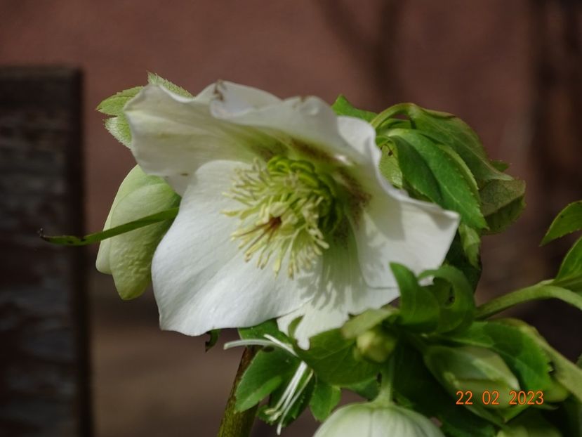  - Helleborus 2023