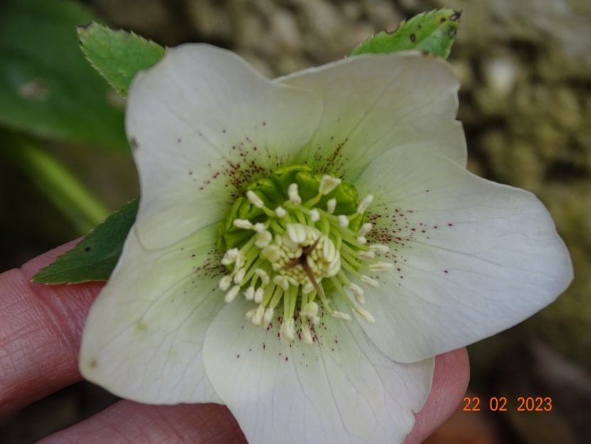 seedling - Helleborus 2023
