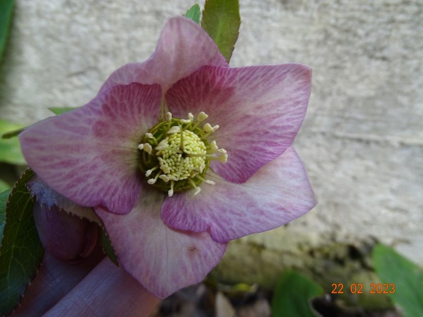 seedling - Helleborus 2023
