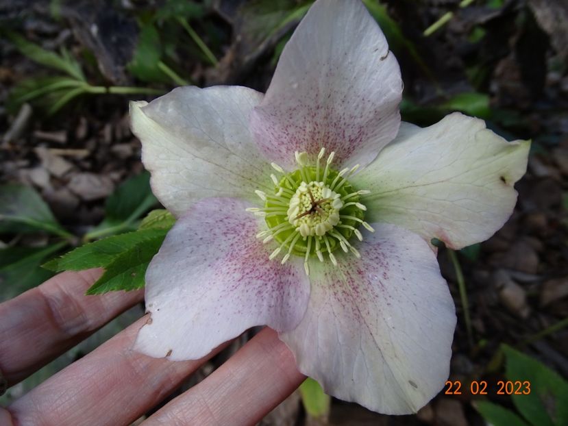 seedling - Helleborus 2023
