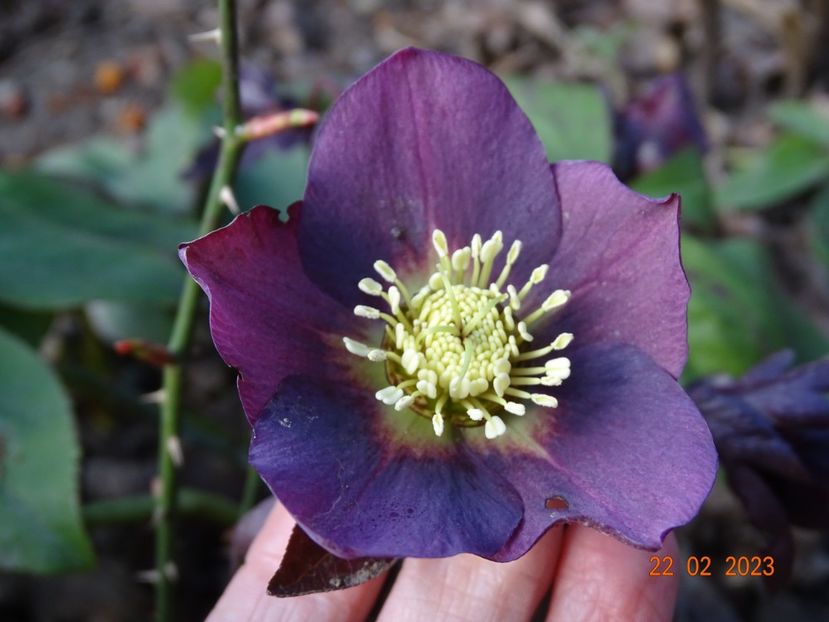 seedling - Helleborus 2023