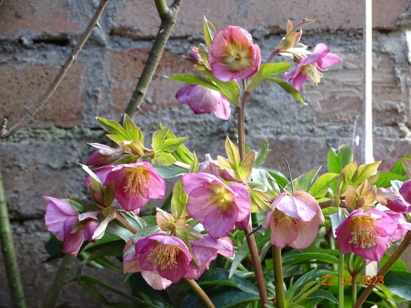 Dacaya - Helleborus 2023