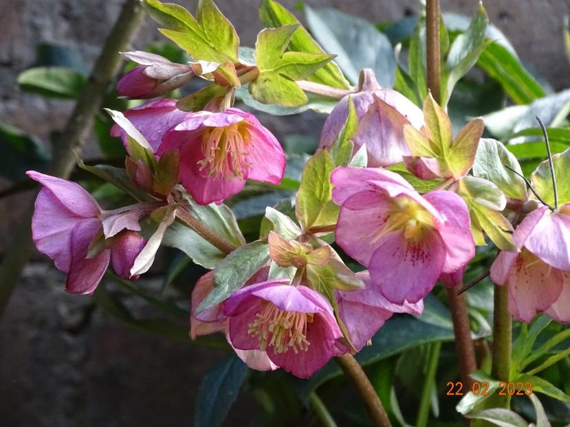 Dacaya - Helleborus 2023