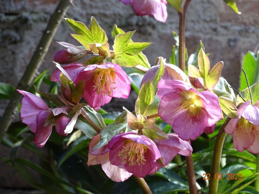Dacaya - Helleborus 2023