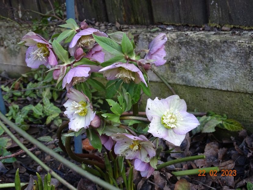 seedling - Helleborus 2023