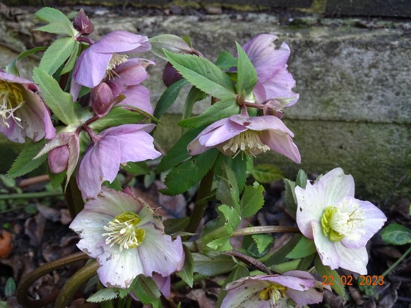 seedling - Helleborus 2023