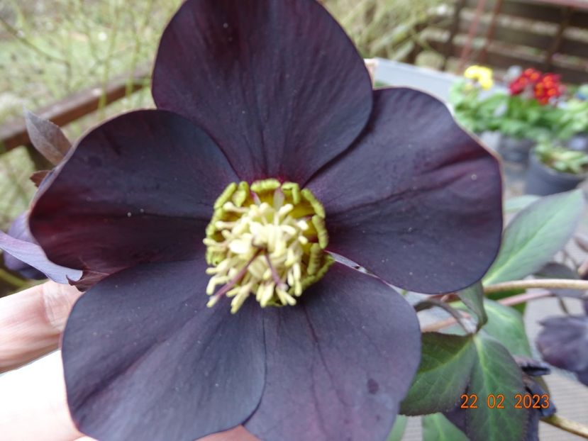 Black Diamond - Helleborus 2023