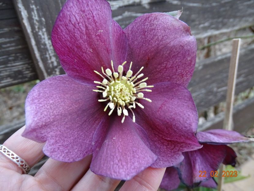 Harvington Red - Helleborus 2023