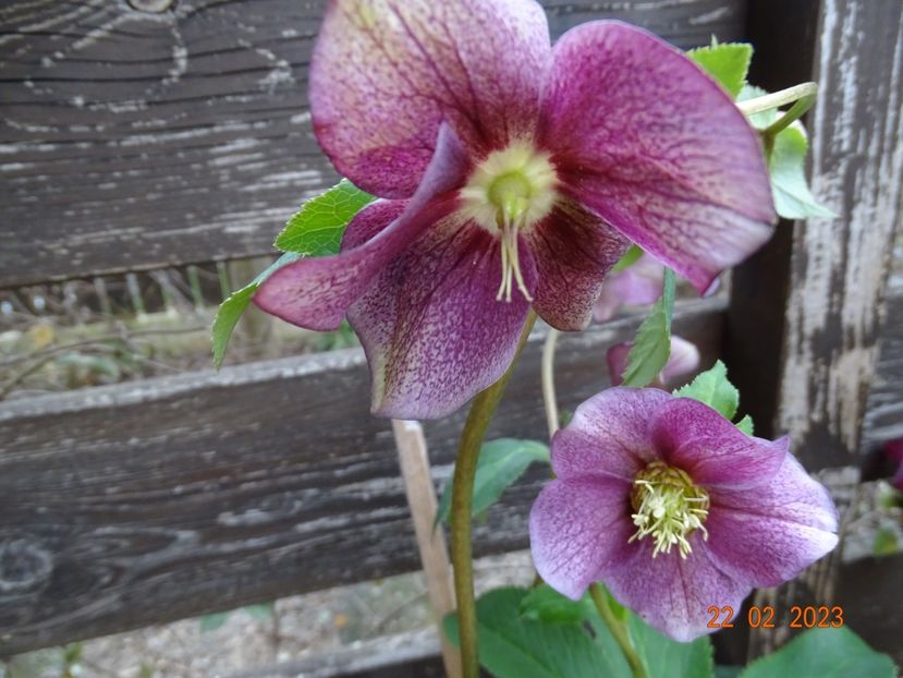 Red Lady - Helleborus 2023