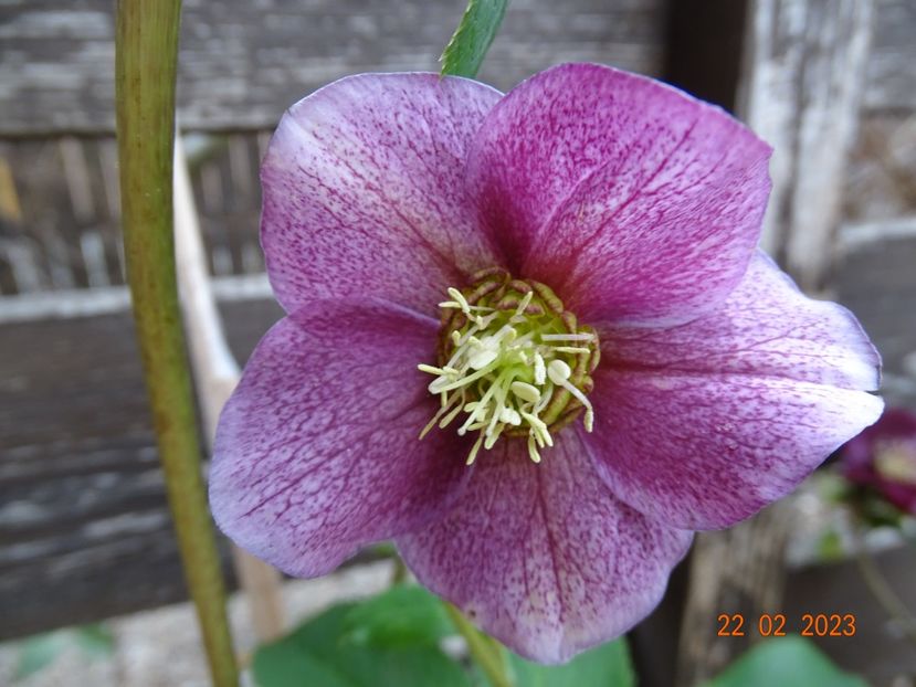 Red Lady - Helleborus 2023