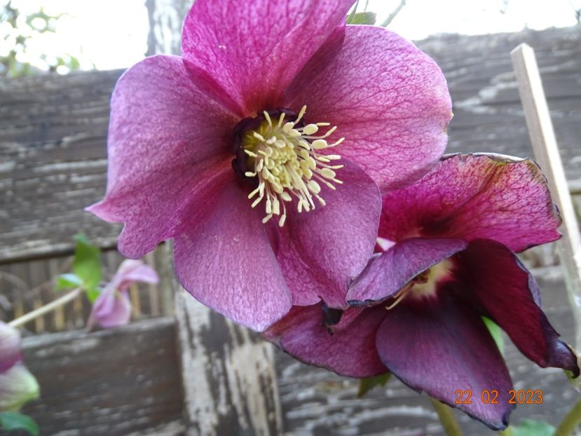 Harvington Red - Helleborus 2023