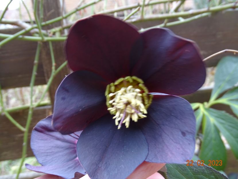 Black Diamond - Helleborus 2023