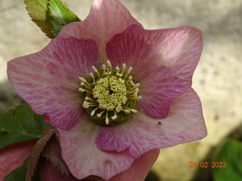 seedling - Helleborus 2023