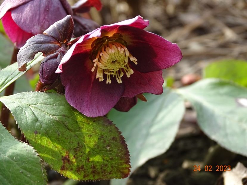 seedling - Helleborus 2023