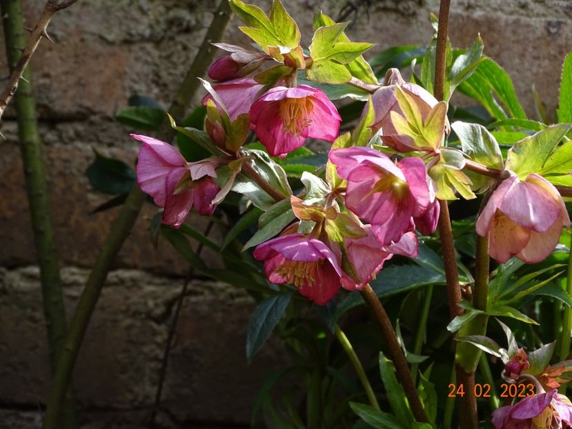 Dacaya - Helleborus 2023