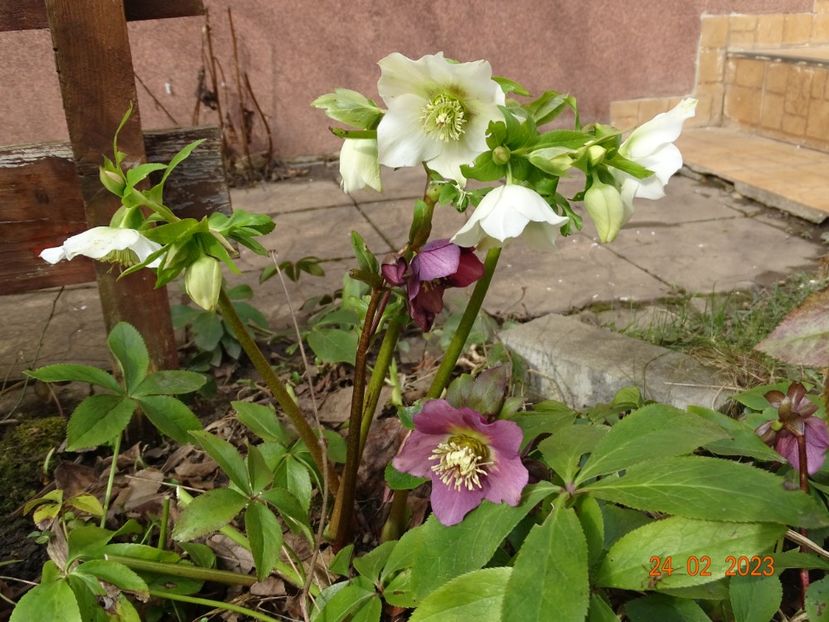 seedling - Helleborus 2023