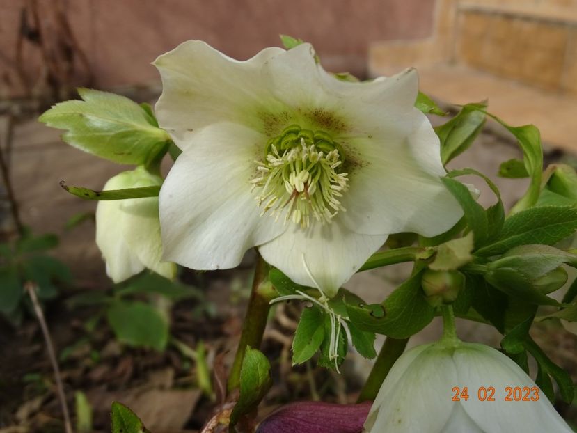 seedling - Helleborus 2023