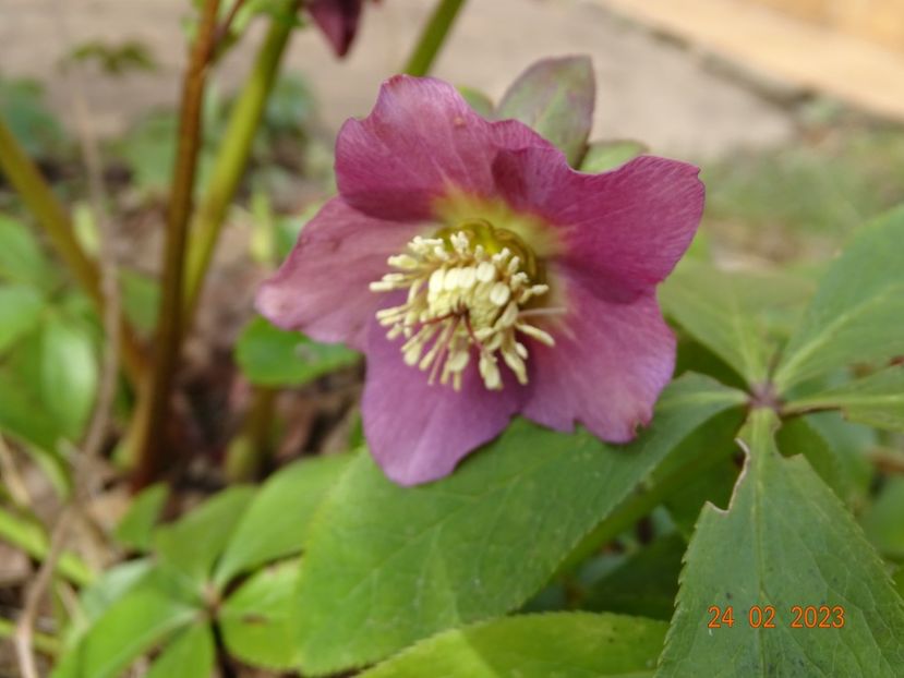 seedling - Helleborus 2023
