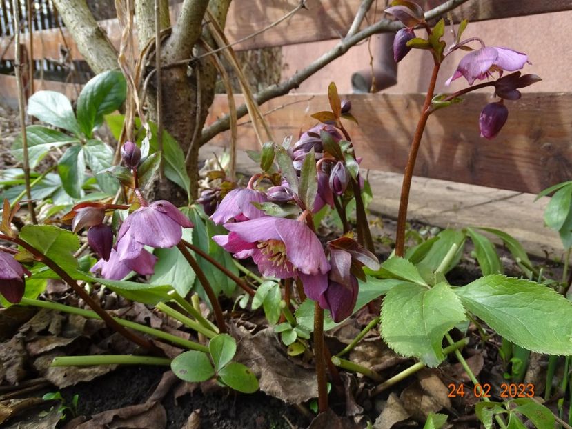 orientalis - Helleborus 2023