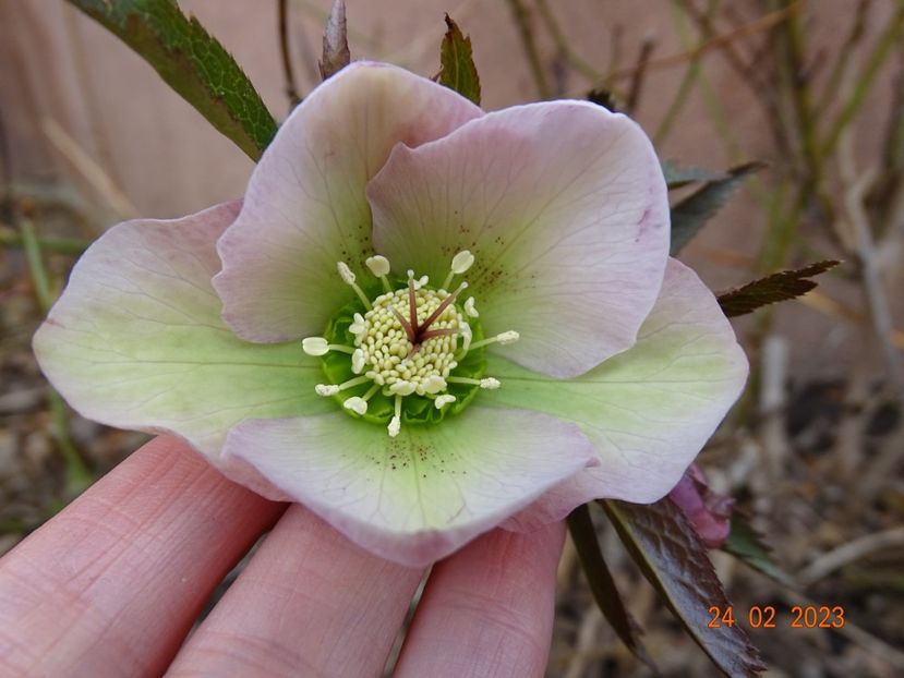 seedling - Helleborus 2023