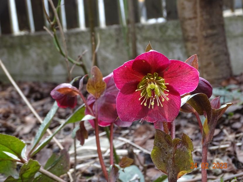 Anna's Red - Helleborus 2023